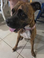 Found/Stray Female Dog last seen Luff, Panama City Beach, FL 32408
