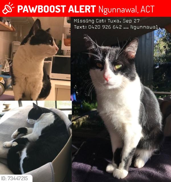Lost Male Cat last seen Area between Bargang Cres and Jabanungga Cres Ngunnawal ACT, Ngunnawal, ACT 2913