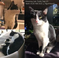 Lost Male Cat last seen Area between Bargang Cres and Jabanungga Cres Ngunnawal ACT, Ngunnawal, ACT 2913