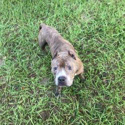 Reunited Male Dog last seen Columbus and Roosevelt, Beverly Hills, FL 34465