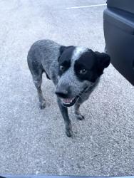Found/Stray Female Dog last seen Clark High school temp parking lot at church, San Antonio, TX 78249