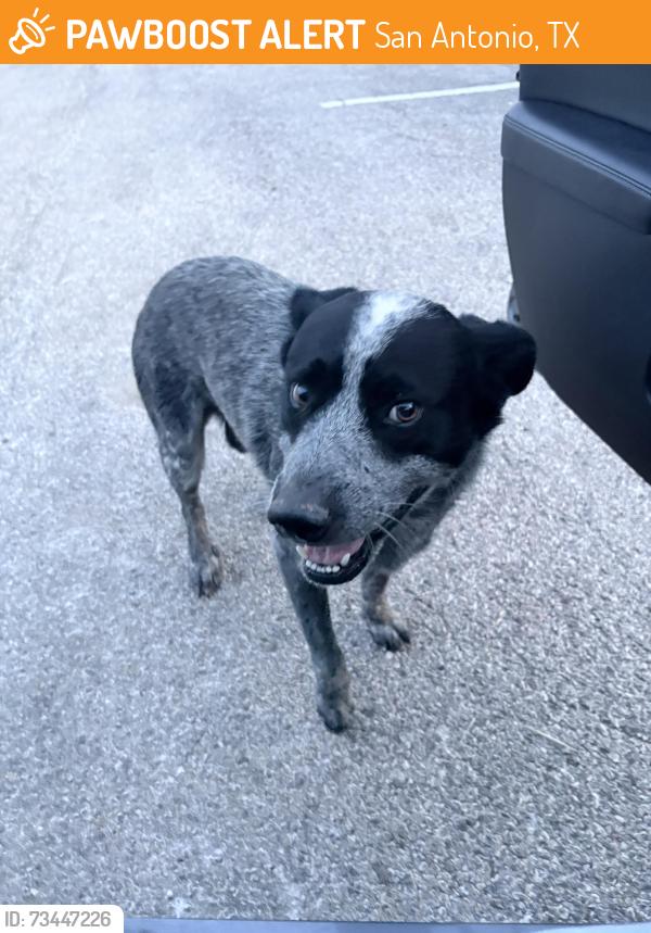 Found/Stray Female Dog last seen Clark High school temp parking lot at church, San Antonio, TX 78249