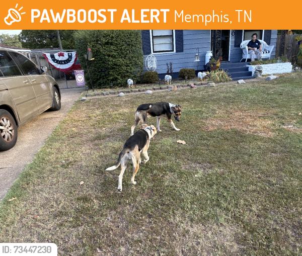 Found/Stray Unknown Dog last seen Holiday, Memphis, TN 38108
