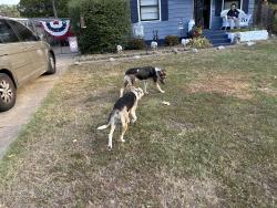 Found/Stray Unknown Dog last seen Holiday, Memphis, TN 38108