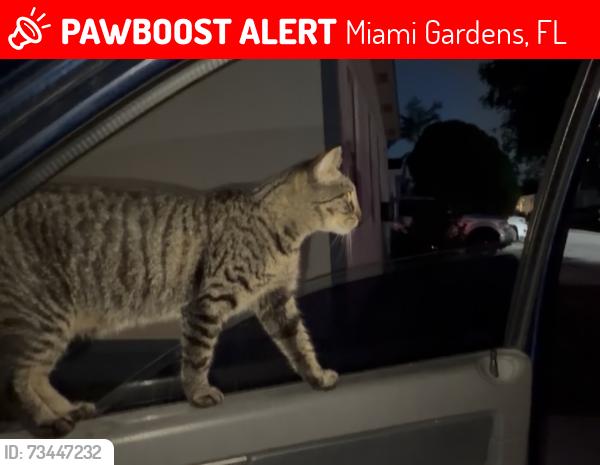 Lost Female Cat last seen School Charles wyches, Miami Gardens, FL 33056