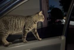 Lost Female Cat last seen School Charles wyches, Miami Gardens, FL 33056