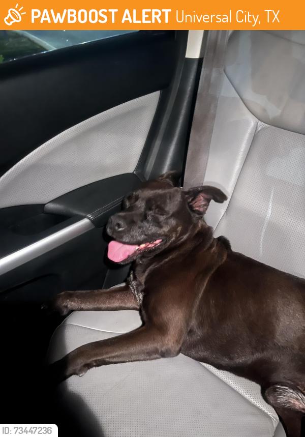 Found/Stray Male Dog last seen Dutch bros on kitty hawk, Universal City, TX 78148