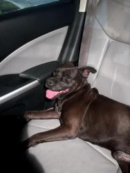 Found/Stray Male Dog last seen Dutch bros on kitty hawk, Universal City, TX 78148