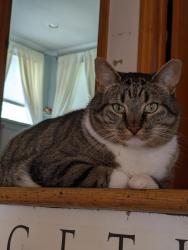 Reunited Male Cat last seen Sims Road and Eardley Road, Edison, NJ 08817