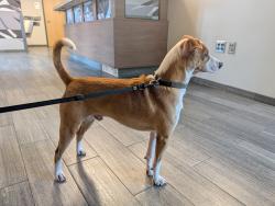 Found/Stray Male Dog last seen University Blvd S and Barnhill Drive, Jacksonville, FL 32216