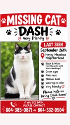 Lost Male Cat last seen Meadow Pond Dr Atlee High School Area, Mechanicsville, VA 23116