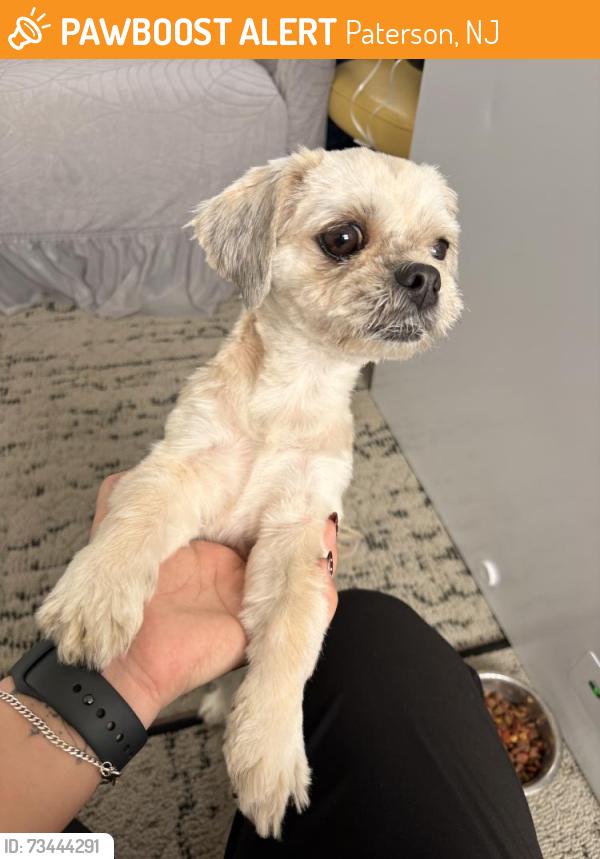 Surrendered Female Dog last seen Daycare, Paterson, NJ 07522