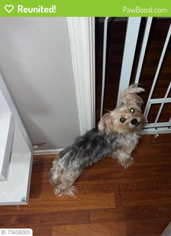 Reunited Female Dog last seen Louetta Glen, Spring, TX 77388