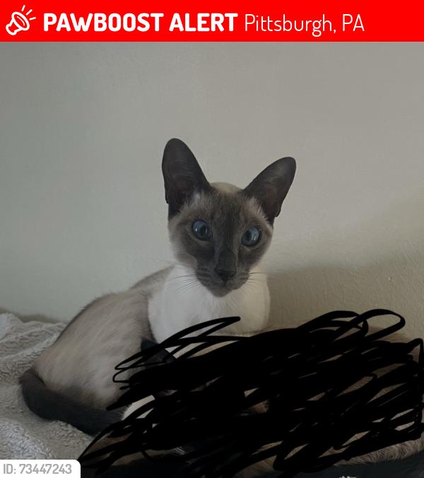 Lost Male Cat last seen Millington road, Pittsburgh, PA 15217