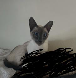 Lost Male Cat last seen Millington road, Pittsburgh, PA 15217