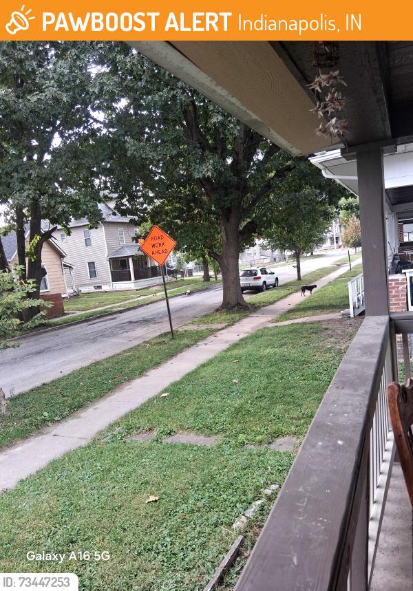 Found/Stray Female Dog last seen East Washington, Indianapolis, IN 46201
