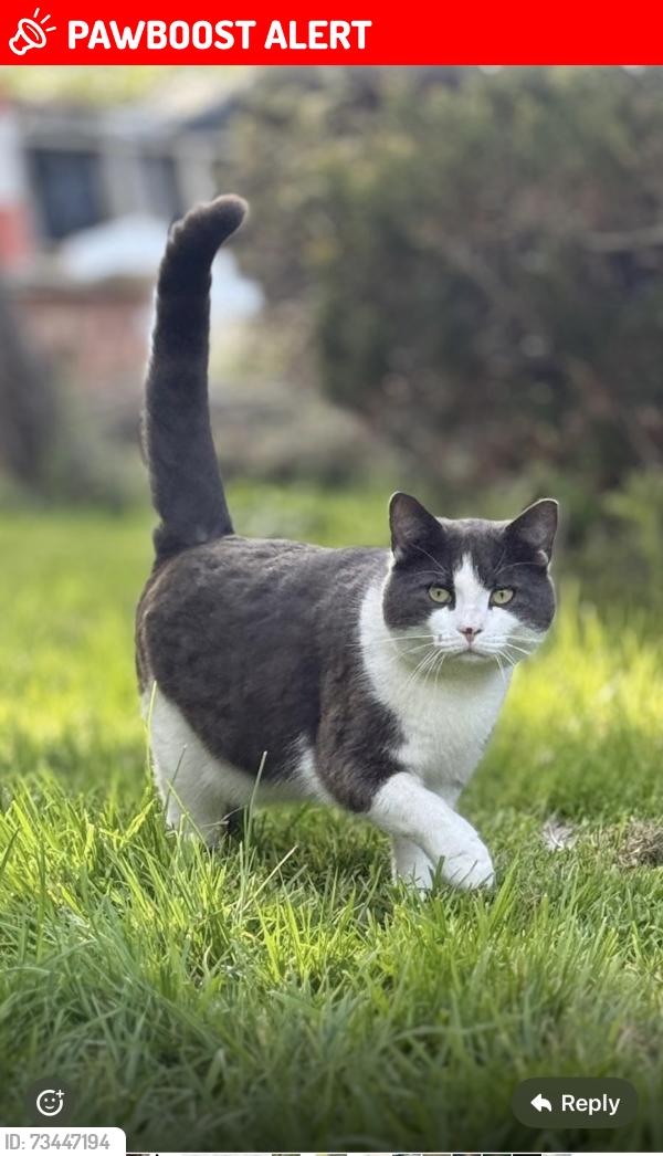 Lost Male Cat last seen St Peter’s Church Happisburgh rd Ridlington NR28 9GA, Ridlington, England NR28 9GA