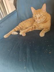 Lost Male Cat last seen Hardy and Justin, Austin, TX 78757