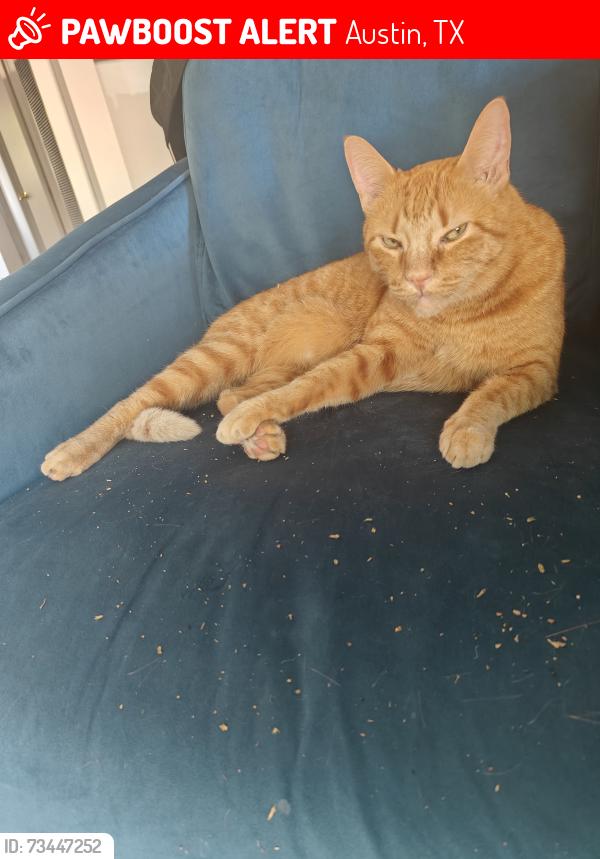 Lost Male Cat last seen Hardy and Justin, Austin, TX 78757