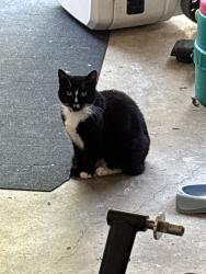 Found/Stray Female Cat last seen Gret flooring, Greer, SC 29651