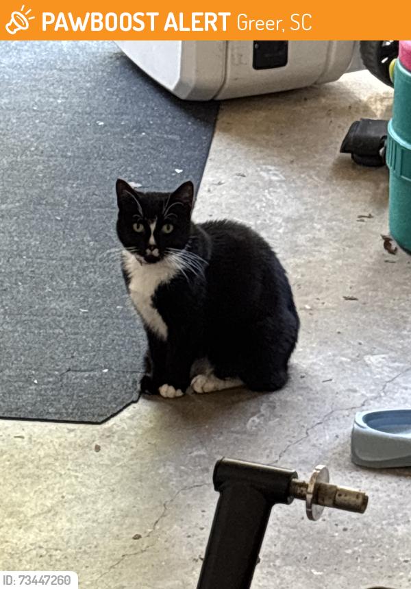 Found/Stray Female Cat last seen Gret flooring, Greer, SC 29651