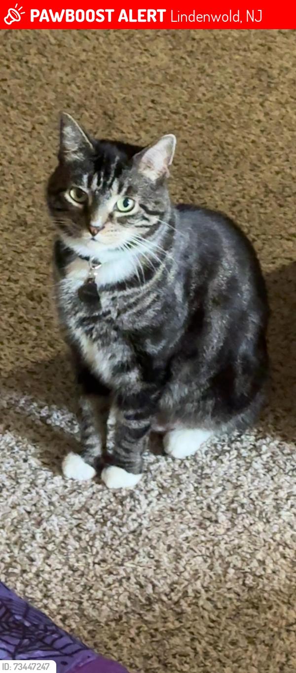 Lost Male Cat last seen Chews Landing & Georgetown Rd, Lindenwold, NJ 08021