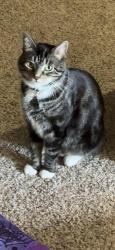 Lost Male Cat last seen Chews Landing & Georgetown Rd, Lindenwold, NJ 08021