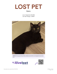 Lost Male Cat last seen Harding & Altgeld, Chicago, IL 60647