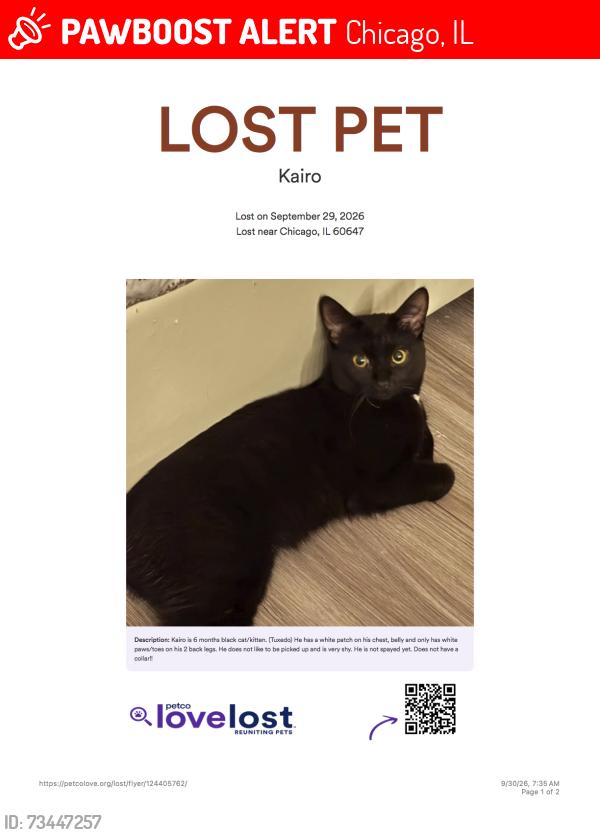 Lost Male Cat last seen Harding & Altgeld, Chicago, IL 60647