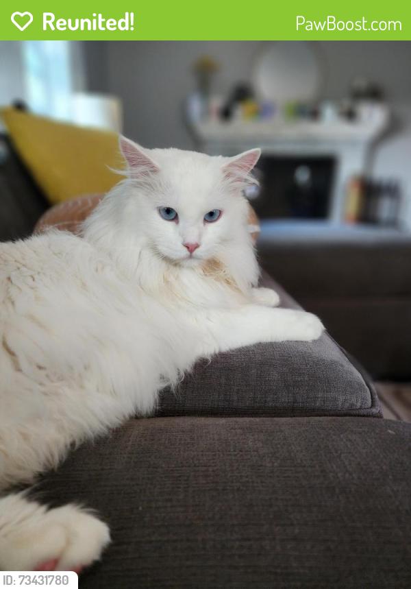 Reunited Male Cat last seen Beverly Dr., Manchester, NH 03104