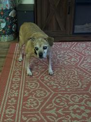 Lost Male Dog last seen Pollak vineyard, Greenwood, VA 22943