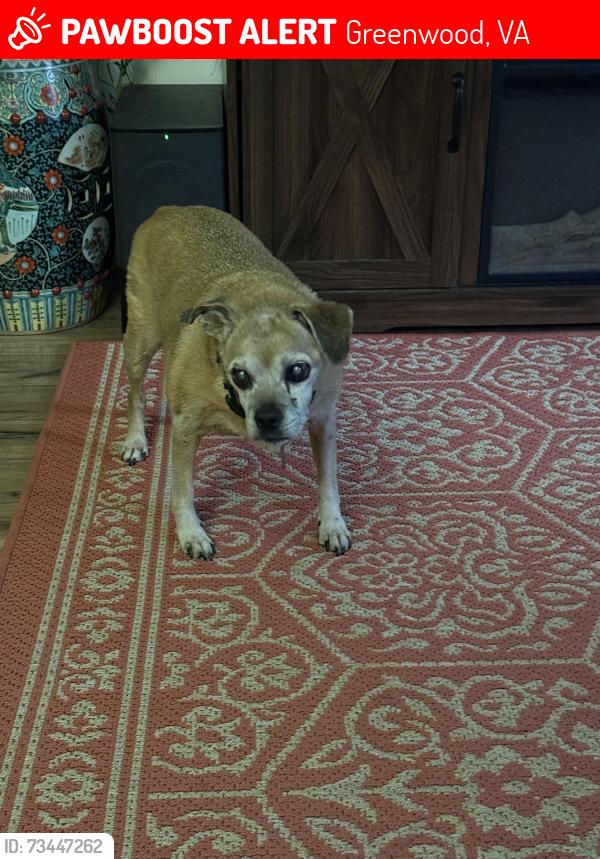 Lost Male Dog last seen Pollak vineyard, Greenwood, VA 22943