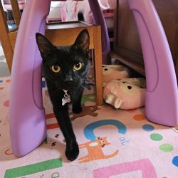 Reunited Female Cat last seen Northdale in Fox Hollow, Tampa, FL 33624