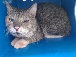 Shelter Stray Male Cat last seen , 2769 Conroy Rd, Orlando, FL 32839, USA