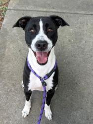 Shelter Stray Male Dog last seen CHARLOTTE, 8315 Byrum Dr, Charlotte, NC 28217, USA