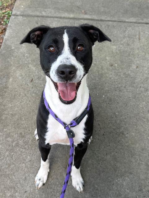 Shelter Stray Male Dog last seen CHARLOTTE, 8315 Byrum Dr, Charlotte, NC 28217, USA