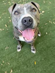 Shelter Stray Female Dog last seen HUNTERSVILLE, 8315 Byrum Dr, Charlotte, NC 28217, USA
