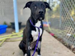 Shelter Stray Male Dog last seen CHARLOTTE, 8315 Byrum Dr, Charlotte, NC 28217, USA