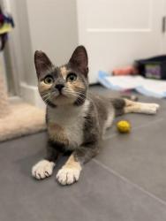 Shelter Stray Female Cat last seen CHARLOTTE, 8315 Byrum Dr, Charlotte, NC 28217, USA