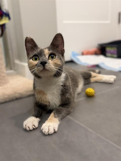 Shelter Stray Female Cat last seen CHARLOTTE, 8315 Byrum Dr, Charlotte, NC 28217, USA