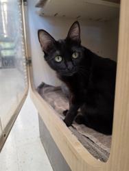 Shelter Stray Female Cat last seen JOSEPHVILLE, 4850 Mid Rivers Mall Dr, St Peters, MO 63376, USA