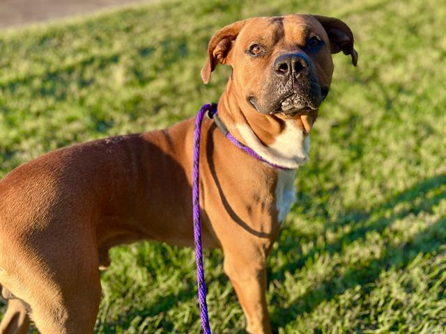 Shelter Stray Male Dog last seen CHARLOTTE, 8315 Byrum Dr, Charlotte, NC 28217, USA