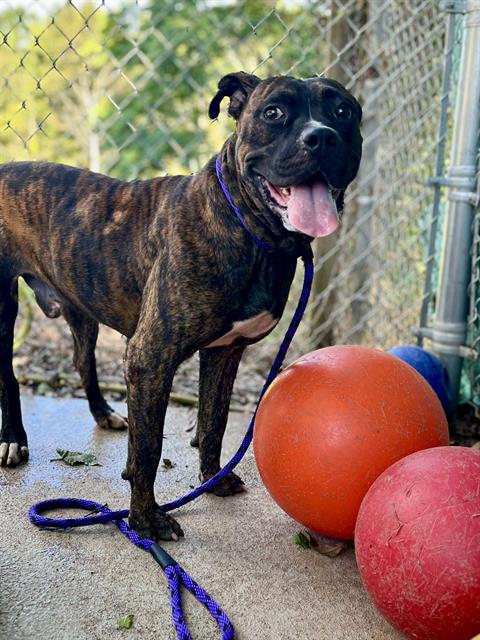 Shelter Stray Male Dog last seen CHARLOTTE, 8315 Byrum Dr, Charlotte, NC 28217, USA