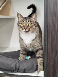 Shelter Stray Female Cat last seen ST CHARLES CO, 4850 Mid Rivers Mall Dr, St Peters, MO 63376, USA