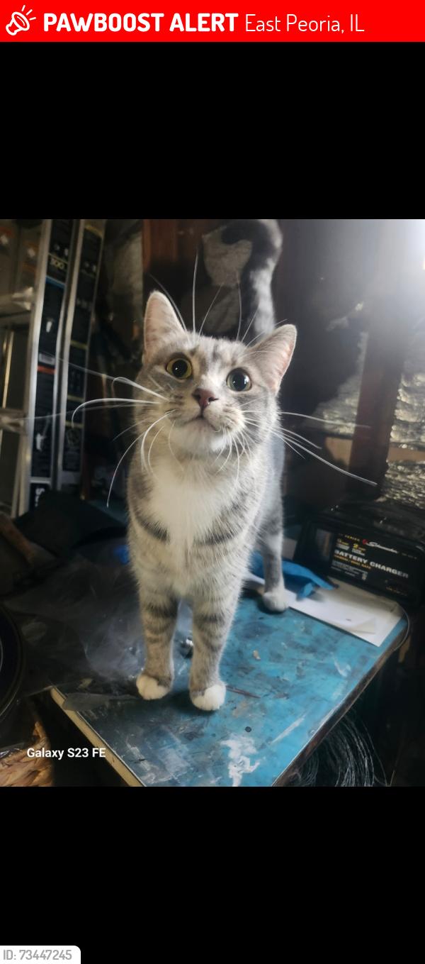 Lost Female Cat last seen Springfield rd east peoria&muller, East Peoria, IL 61611