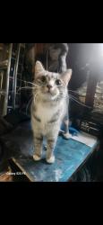Lost Female Cat last seen Springfield rd east peoria&muller, East Peoria, IL 61611