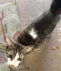 Shelter Stray Male Cat last seen LEMON AVE GRAND ISLAND 32735, 12280 County Rd 448, Tavares, FL 32778, USA