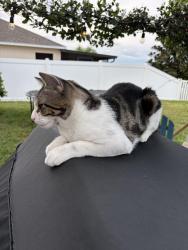 Found/Stray Male Cat last seen Trailwater st, Ruskin, FL 33570