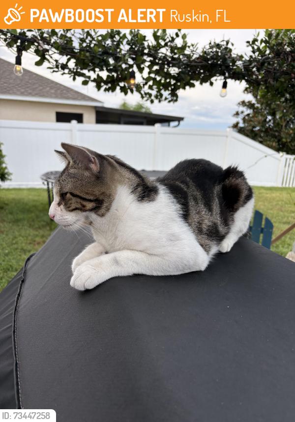 Found/Stray Male Cat last seen Trailwater st, Ruskin, FL 33570