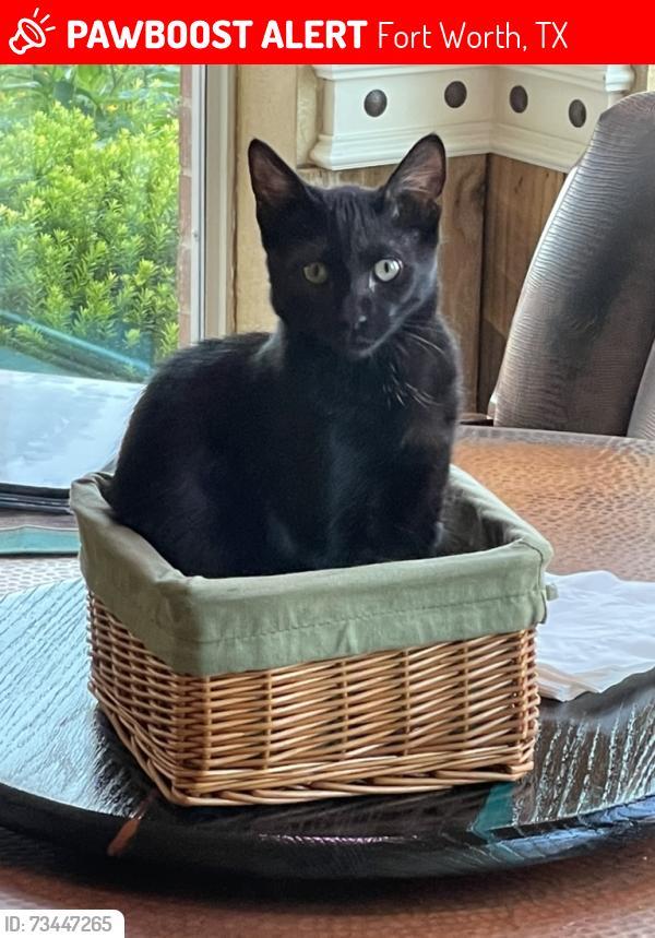 Lost Male Cat last seen Sunset Cove Ct. FTW, Fort Worth, TX 76179